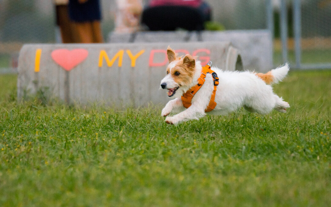 Inclusive Park for Pets in Hong Kong Island